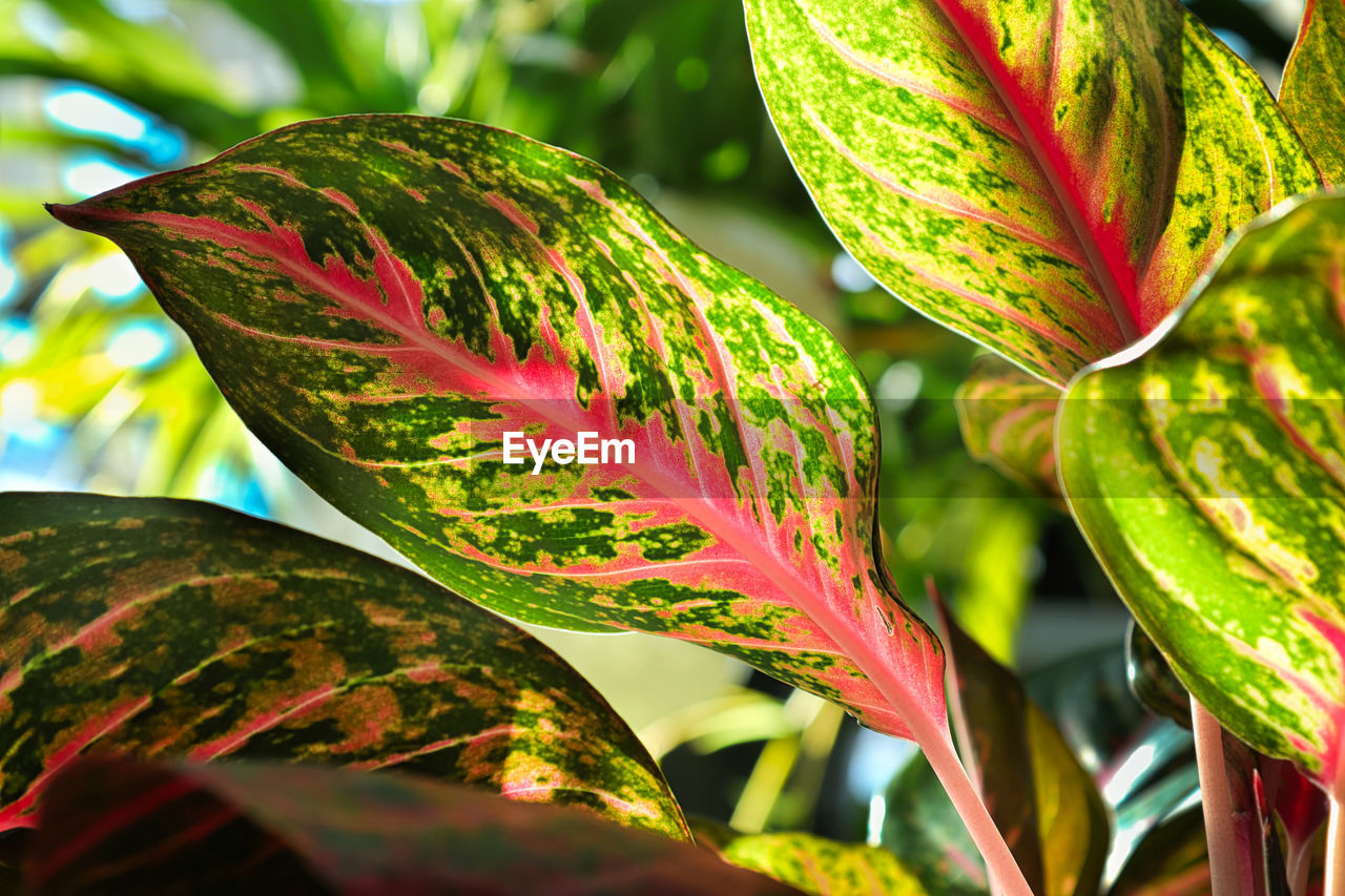 Closeup of the speckled varigation on an chinese evergreen plant.