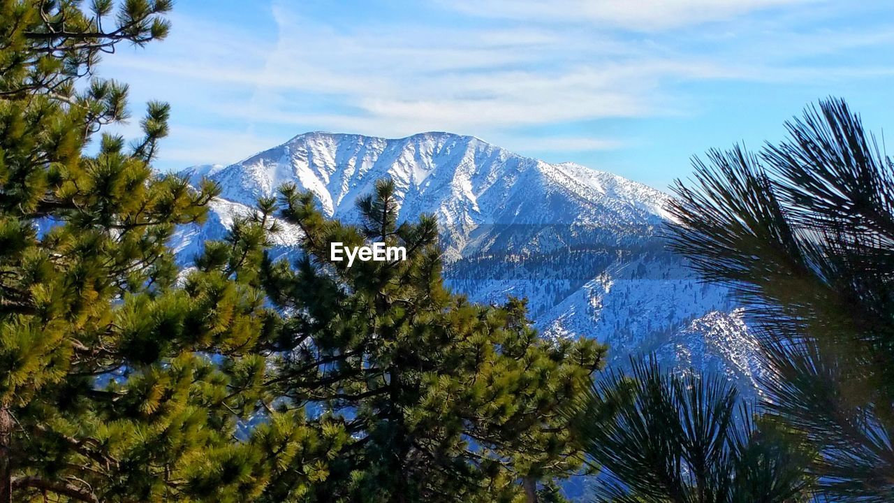 Snow covered mountain peak with foreground pine trees against sky