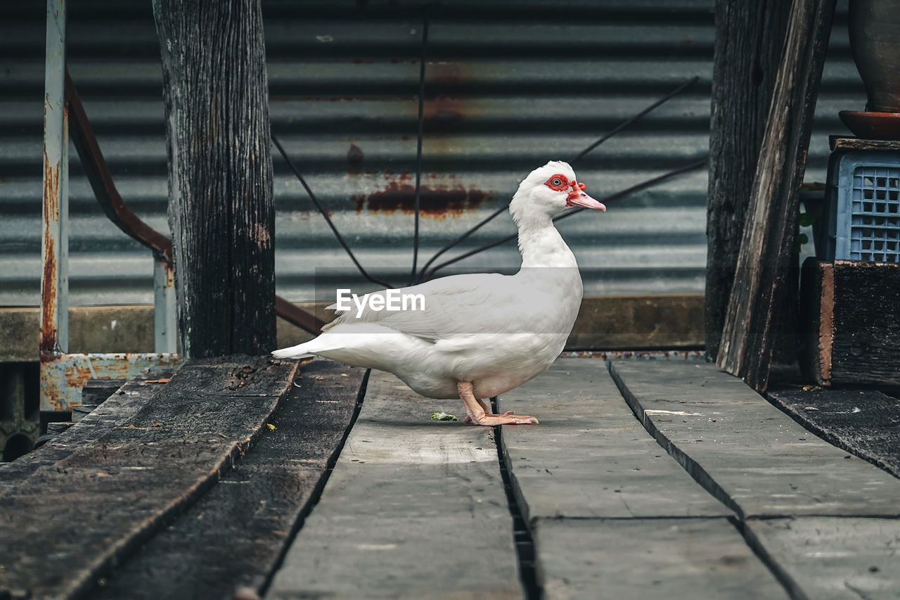 WHITE BIRD PERCHING ON RAILING