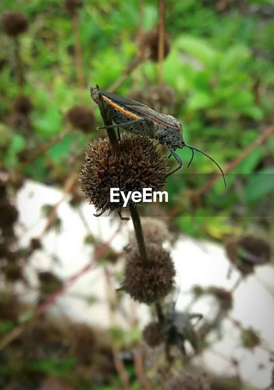 CLOSE-UP OF INSECT PERCHING ON PLANT OUTDOORS