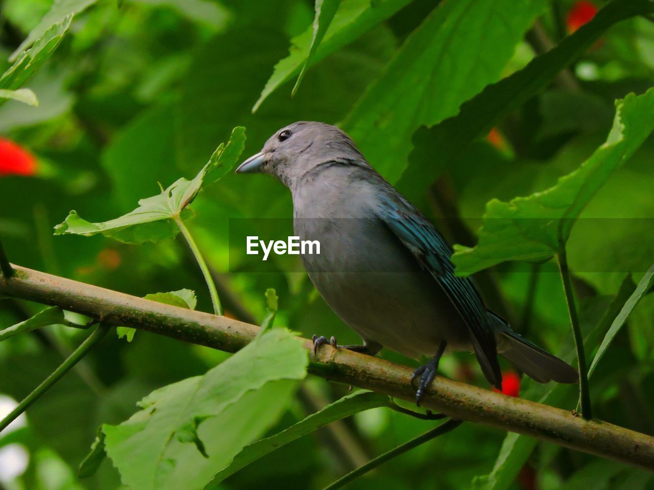 Close-up of bird perching on tree