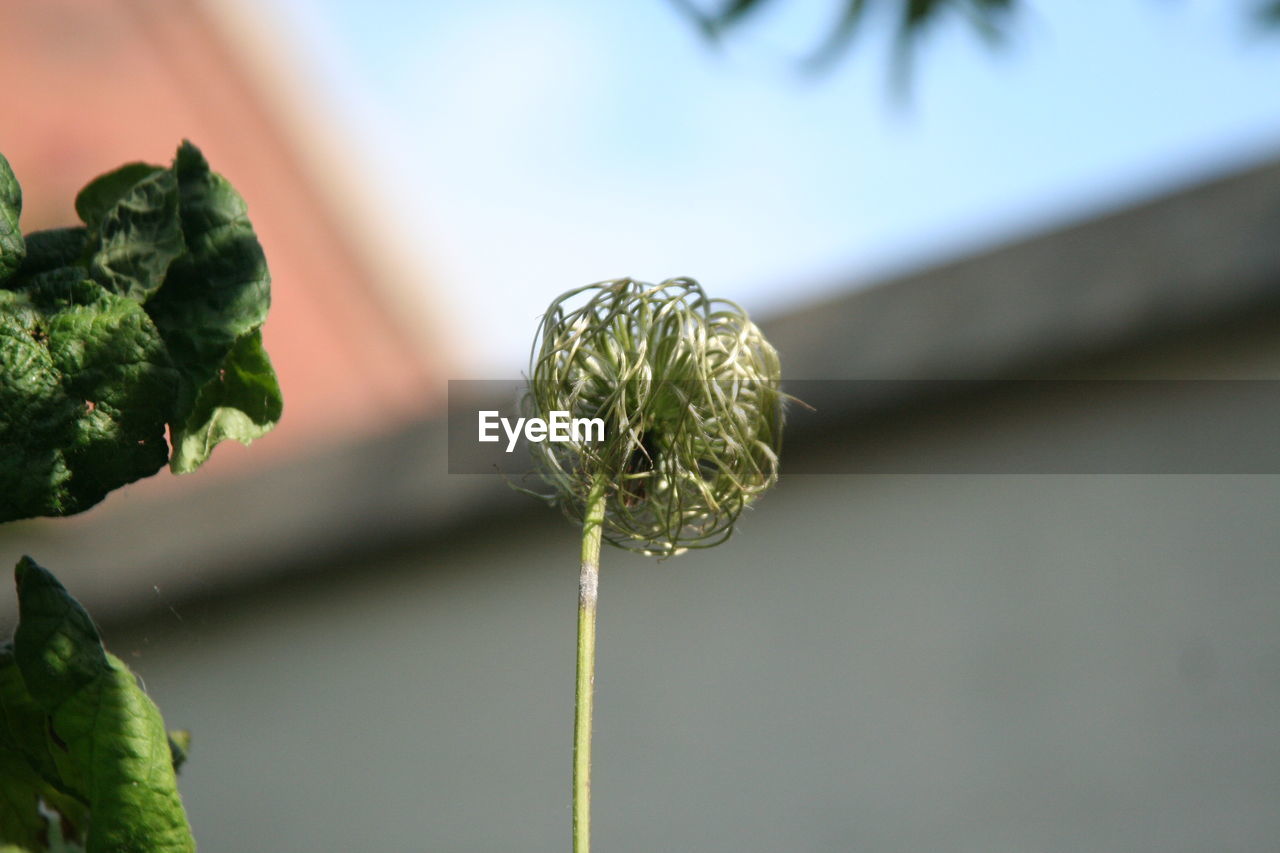 Close-up of thread like plant on stem