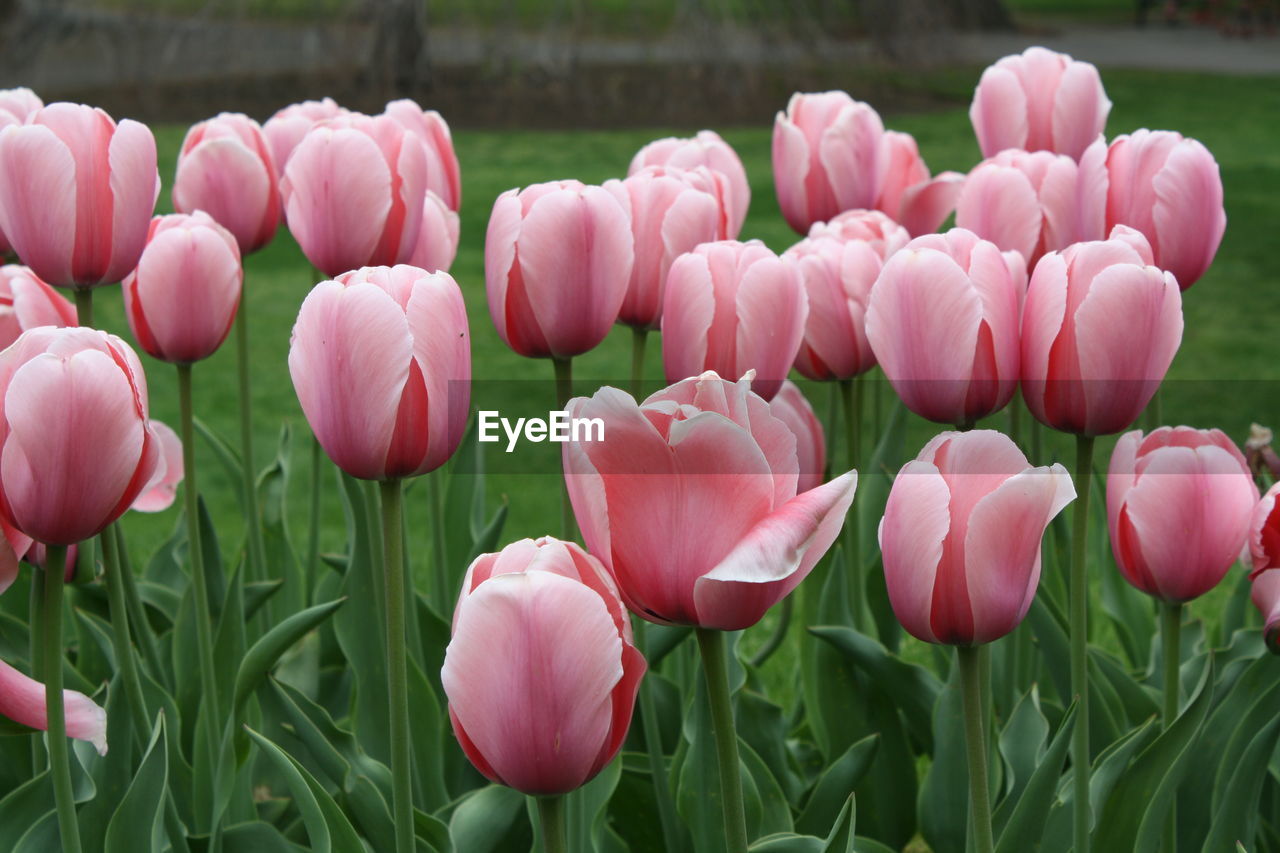 Close-up of tulips