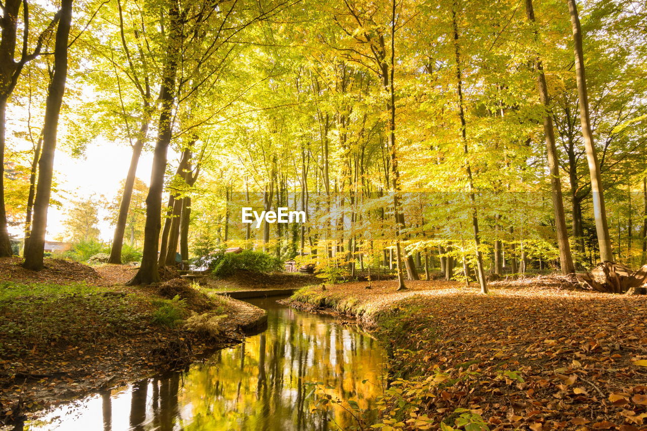Stream in forest during autumn