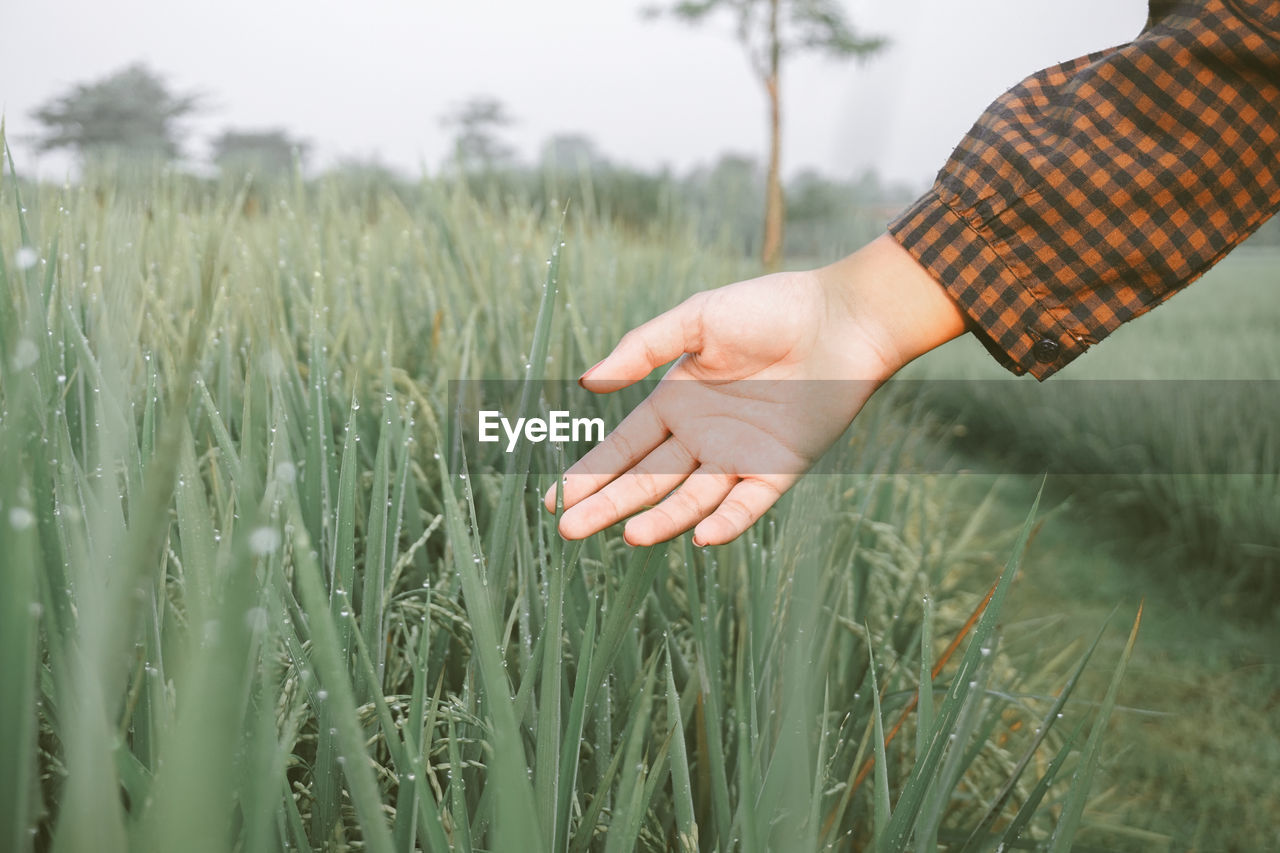Close-up of hand touching wheat plants on field