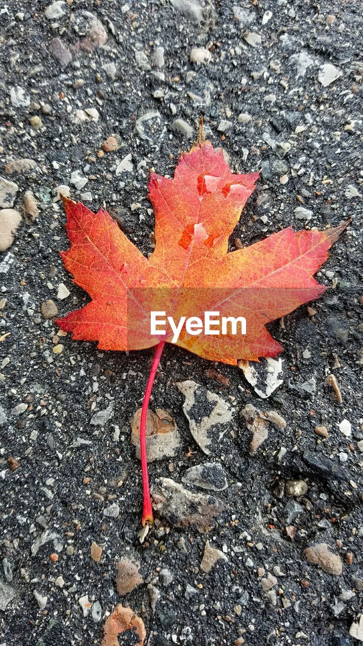 HIGH ANGLE VIEW OF MAPLE LEAF ON SHORE