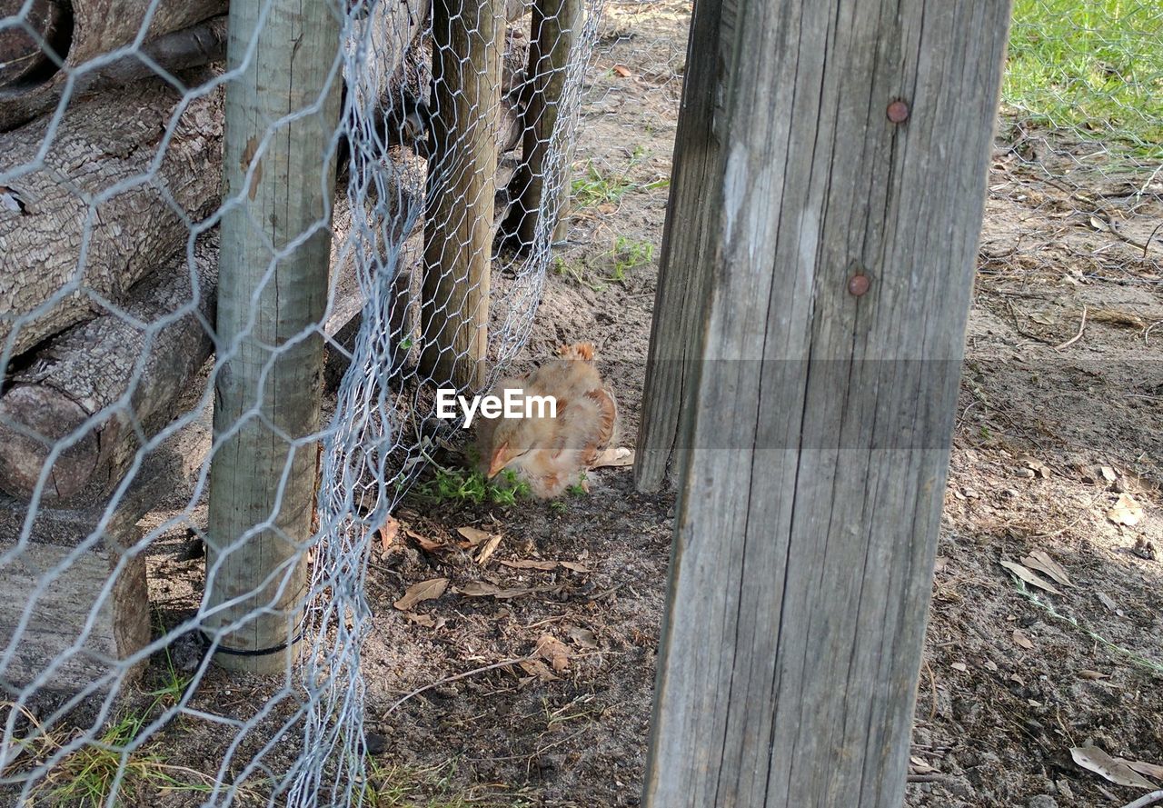 DOG LOOKING AT VIEW