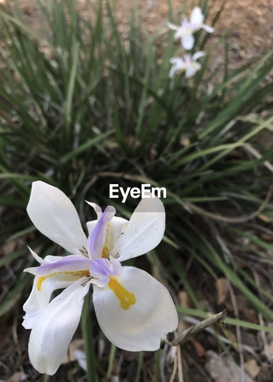 CLOSE-UP OF FLOWERS