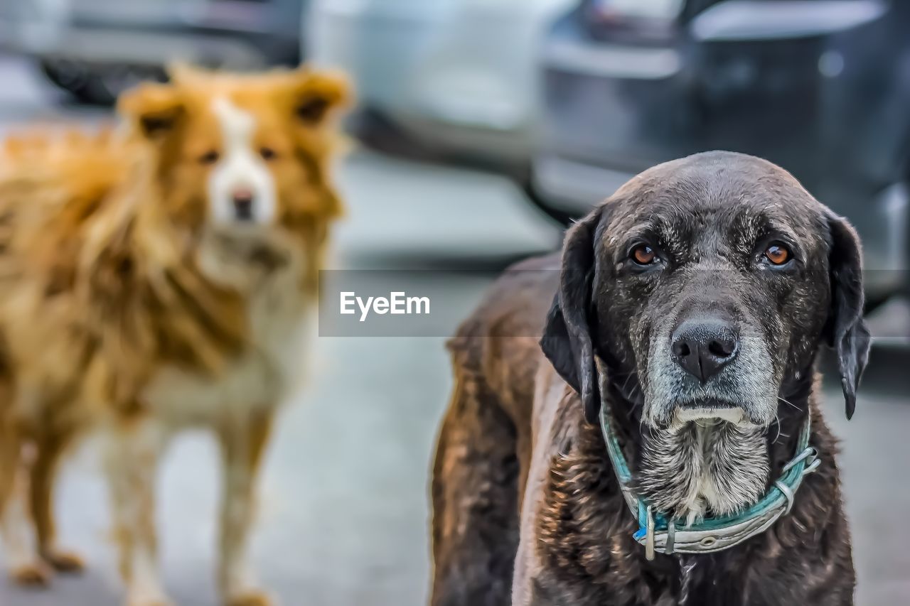 CLOSE-UP PORTRAIT OF DOG OUTDOORS