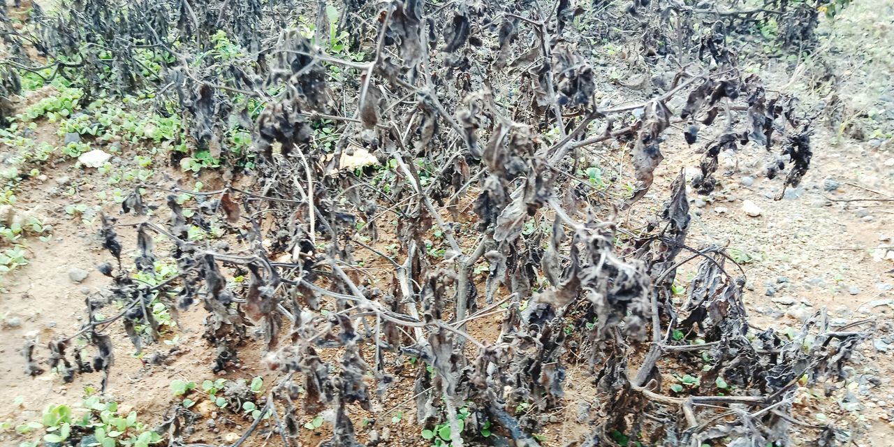 HIGH ANGLE VIEW OF PLANTS GROWING ON FIELD