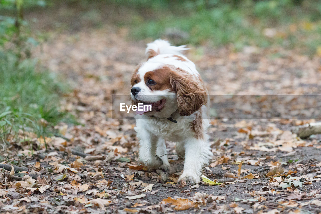 Dog standing on field