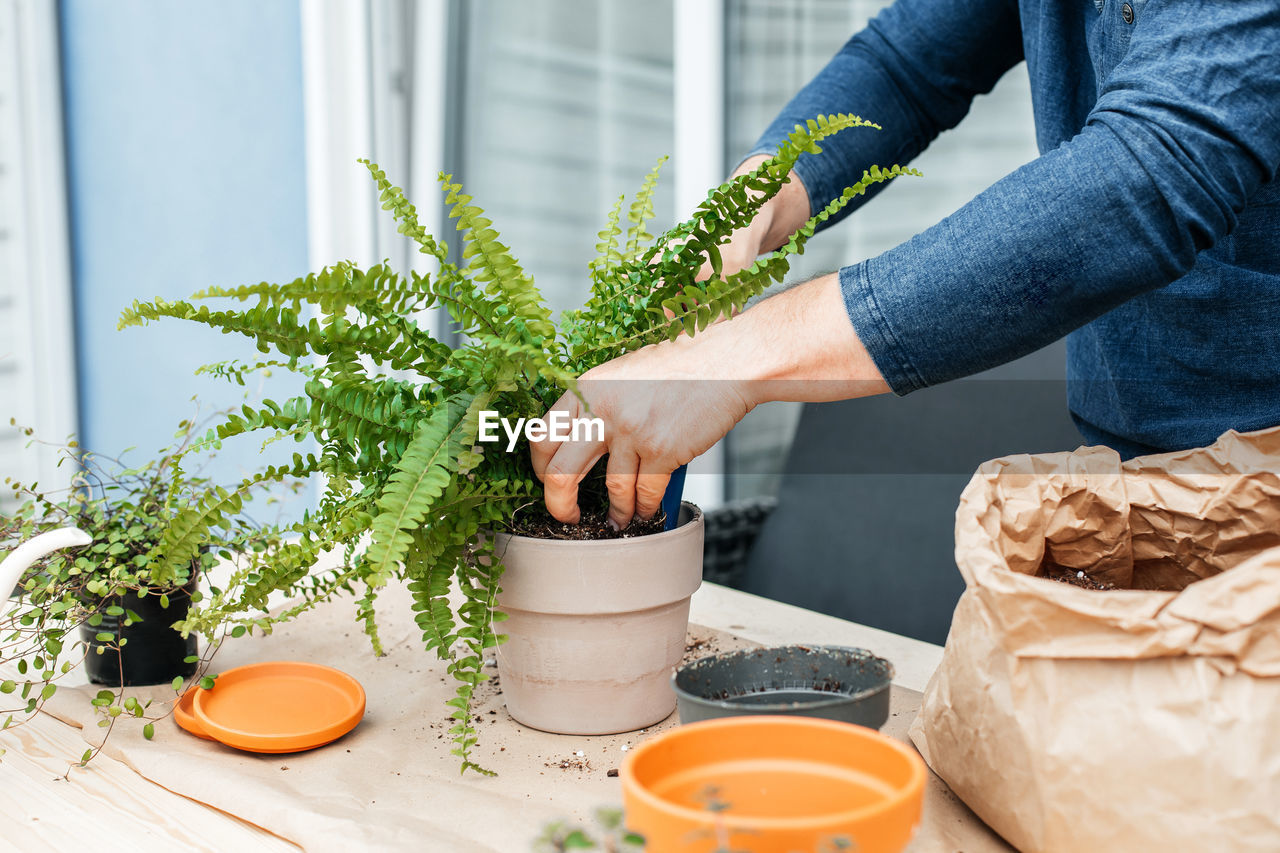 A male gardener transplants home plants into ceramic pots. the concept of home gardening 