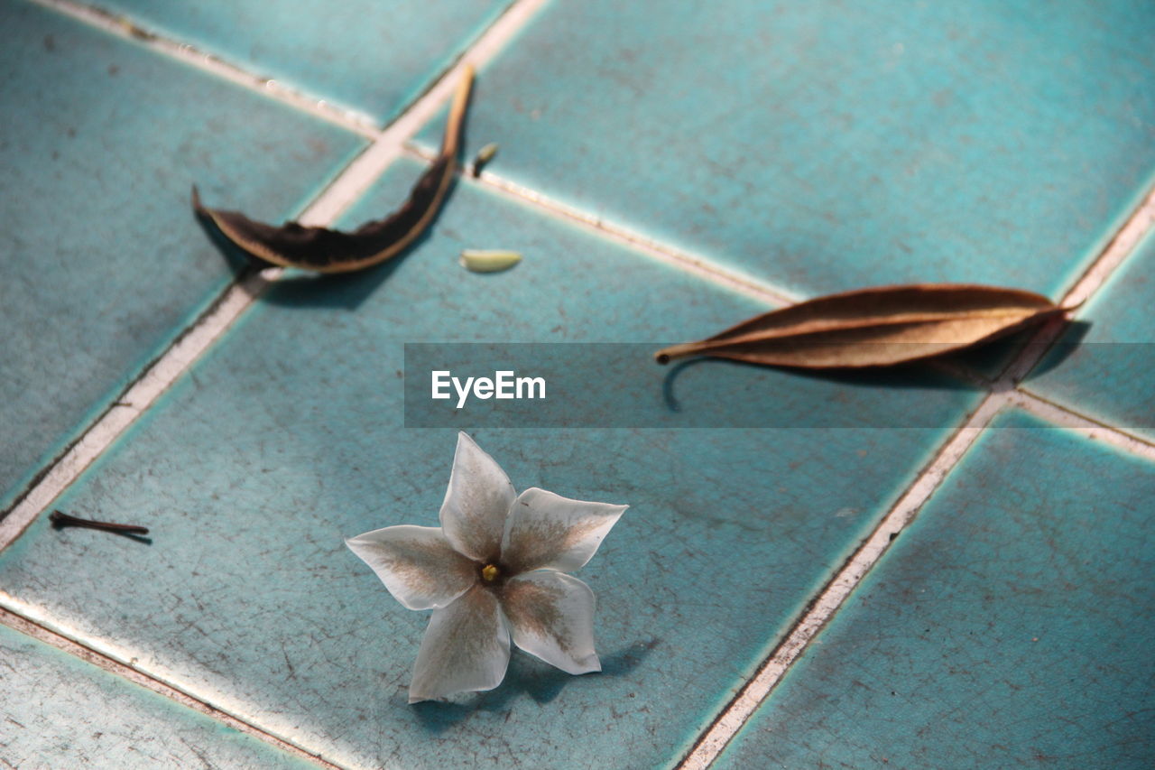 High angle view of dry leaves and flower on floor