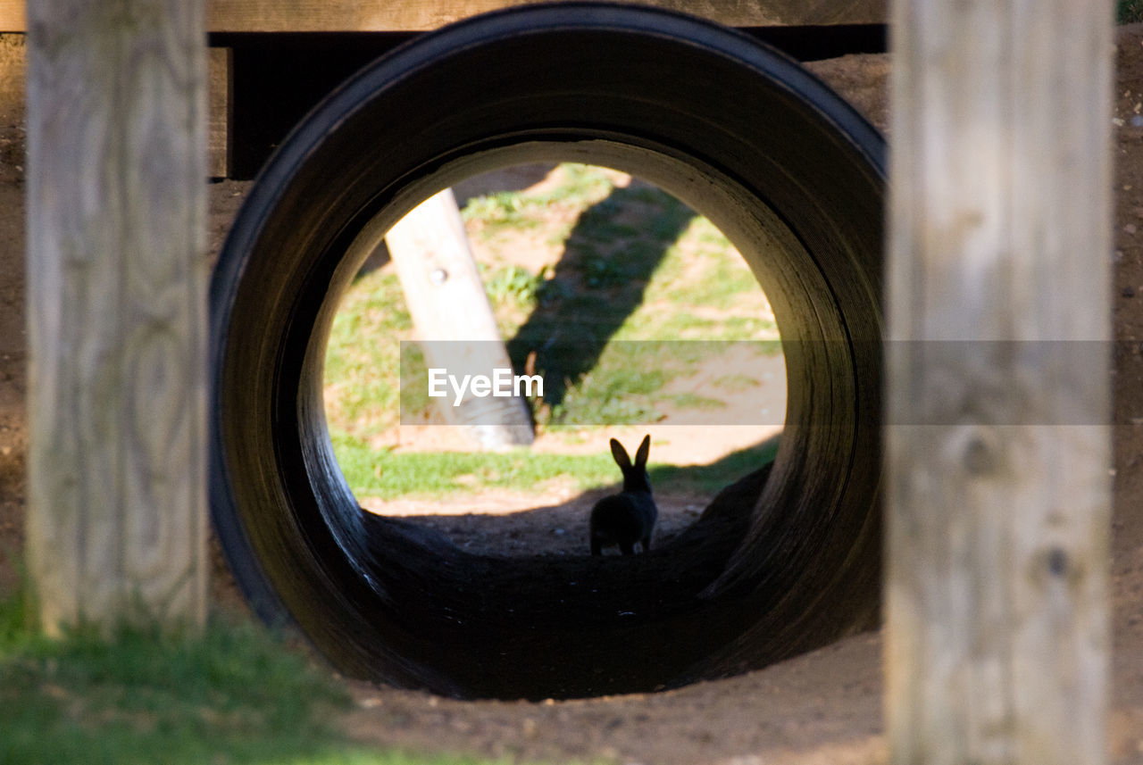 Rabbit seen through pipe on field