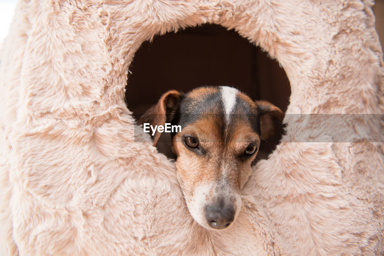 PORTRAIT OF DOG RESTING