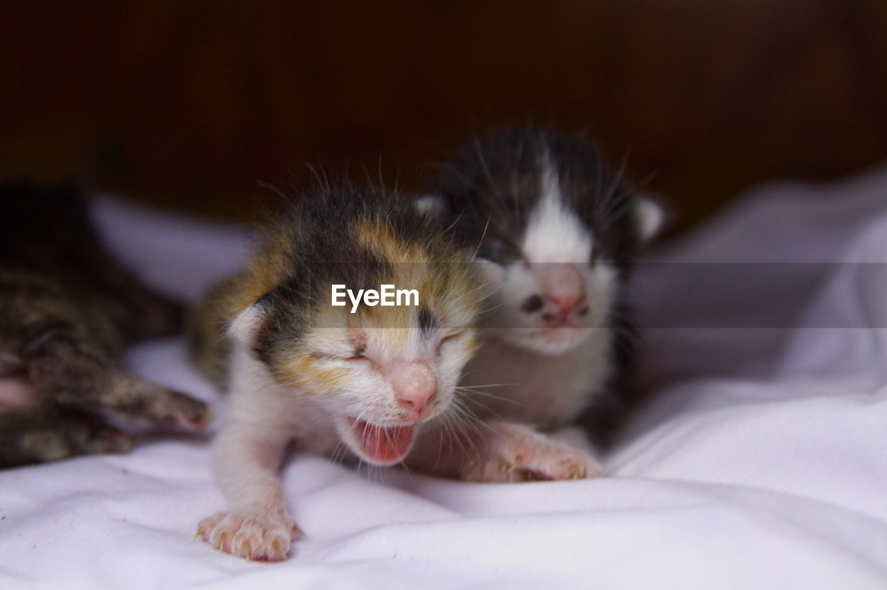 CLOSE-UP OF KITTEN ON BED