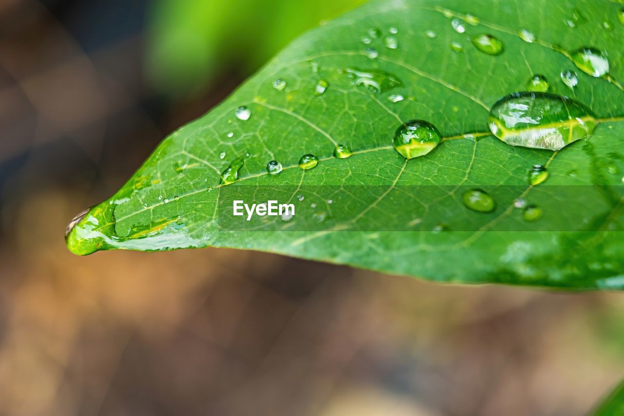 CLOSE-UP OF RAINDROPS ON LEAF