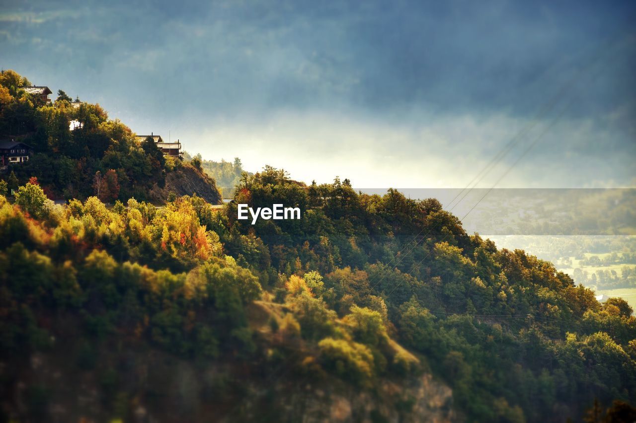 Trees on landscape against sky