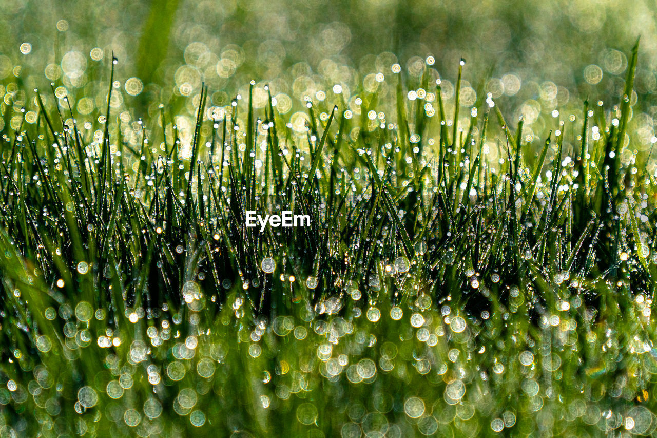 Close-up of wet grass on field