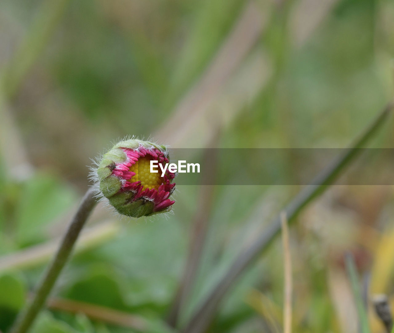 Close-up of red flowering plant