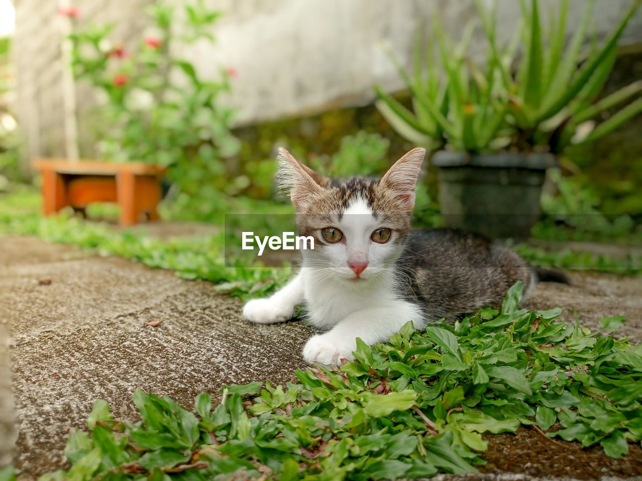 Portrait of a cat on plant in yard