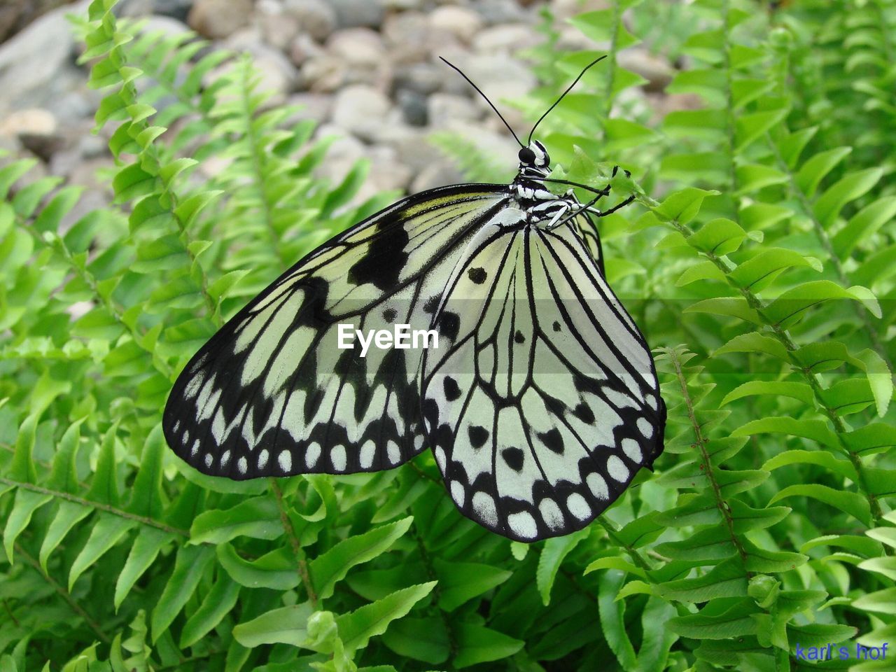 CLOSE-UP OF BUTTERFLY ON FLOWER