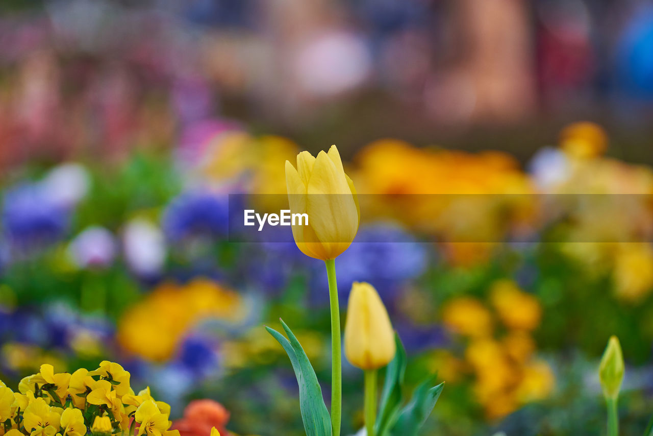 CLOSE-UP OF YELLOW TULIPS