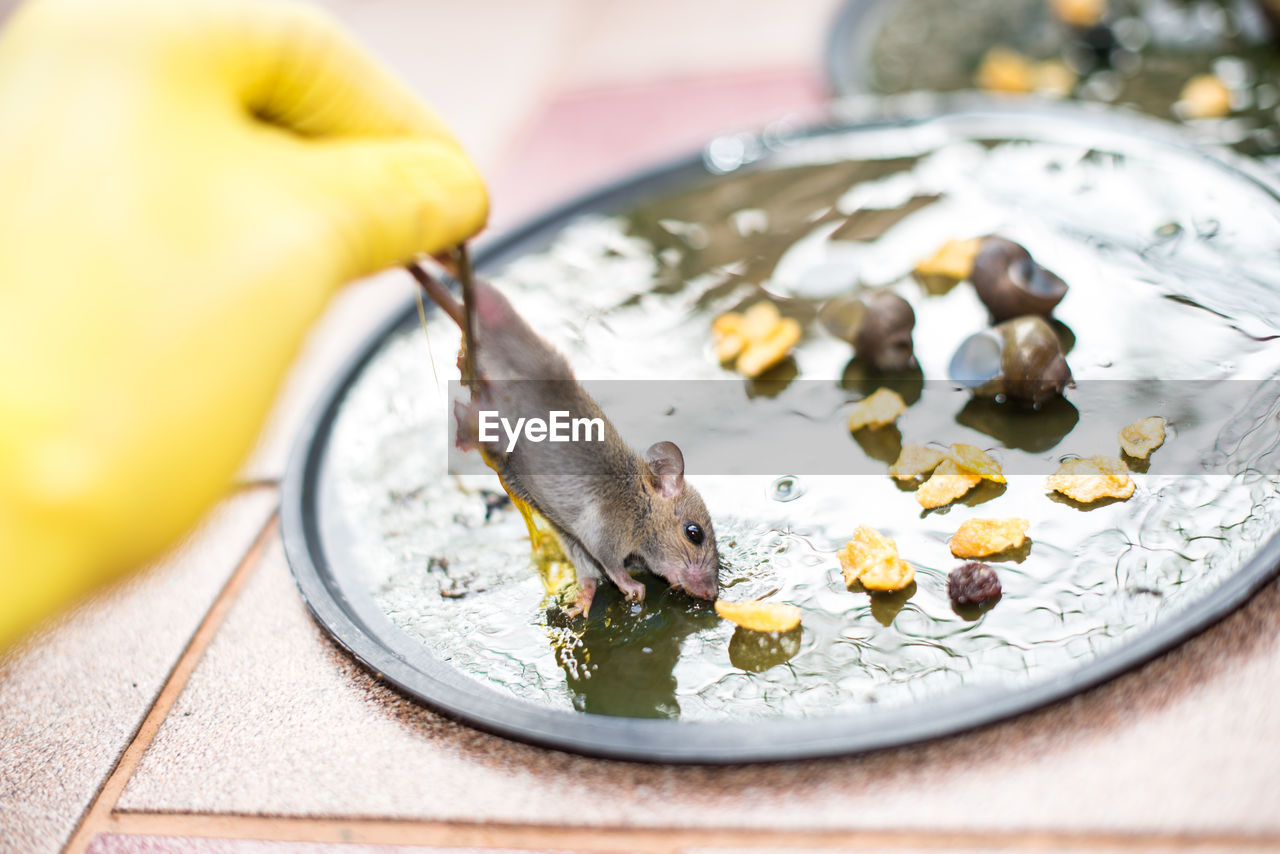 Cropped hand holding mouse eating leftovers on table