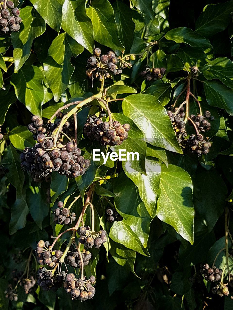 CLOSE-UP OF FRUIT TREE