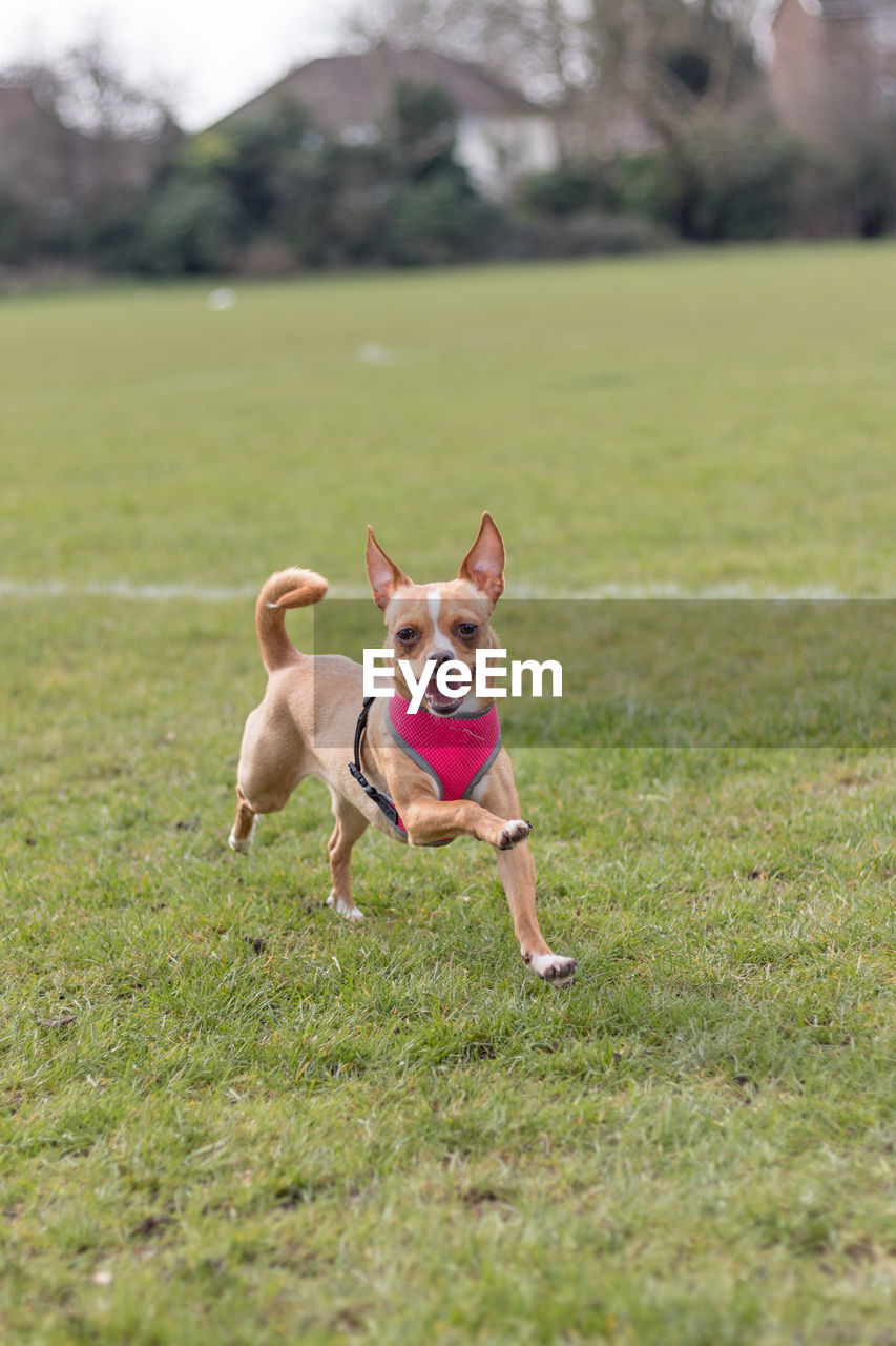 Portrait of dog running on grassy field