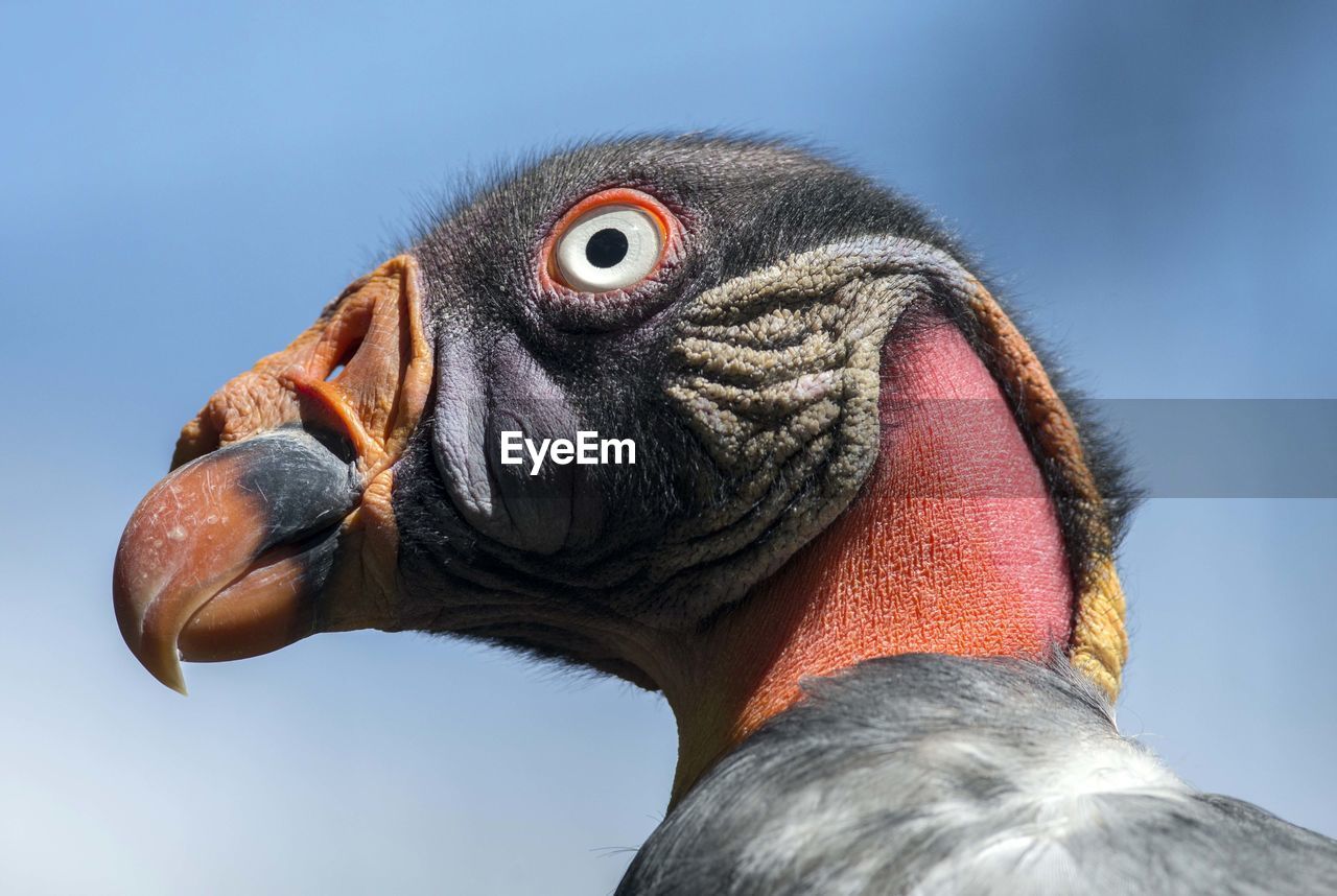 LOW ANGLE VIEW OF A BIRD