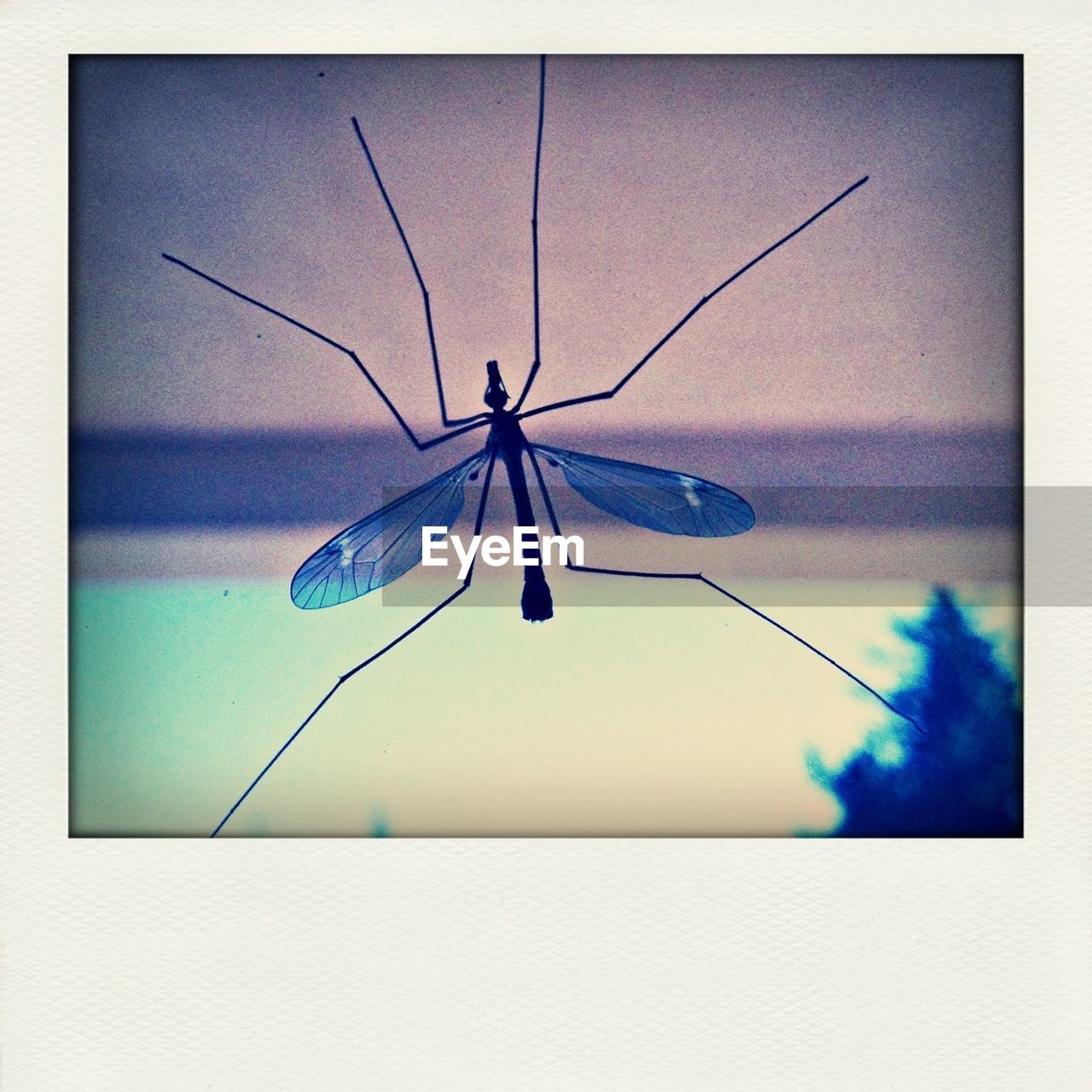 Close-up of insect against blurred background