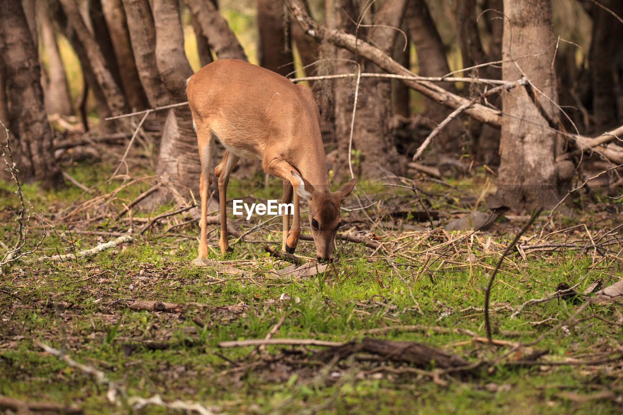 White-tailed deer odocoileus virginianus forages for clover in the wetland 