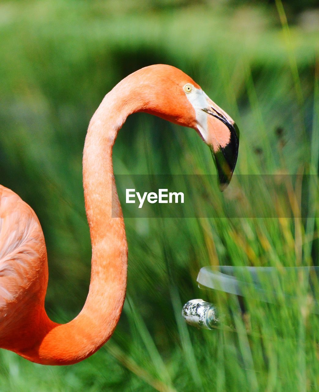 Close-up of flamingo