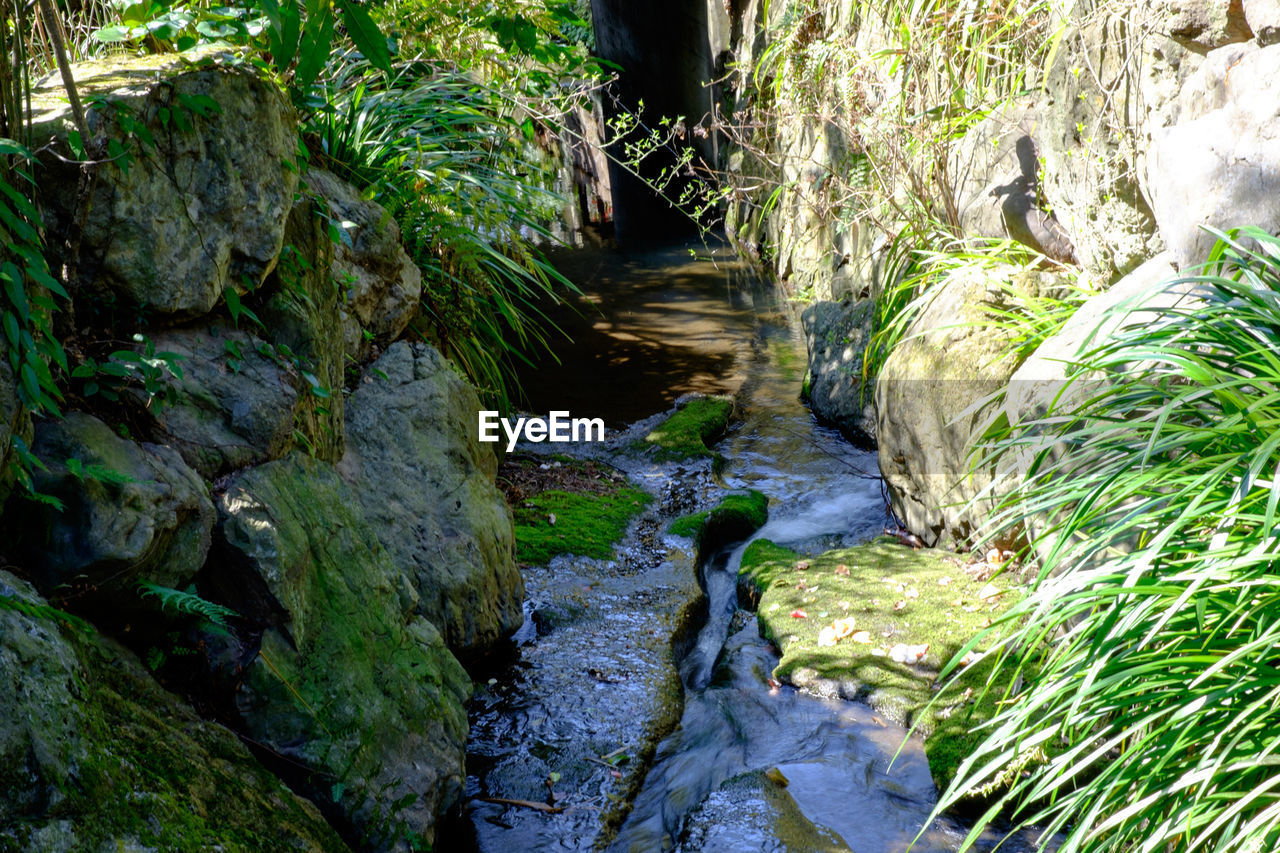 Moss covered rocks in forest