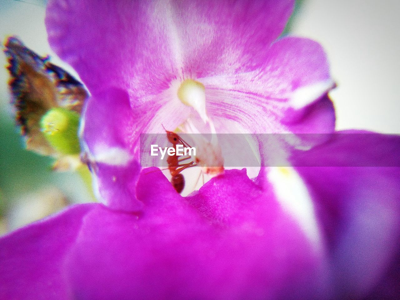 CLOSE-UP OF PURPLE FLOWERS BLOOMING