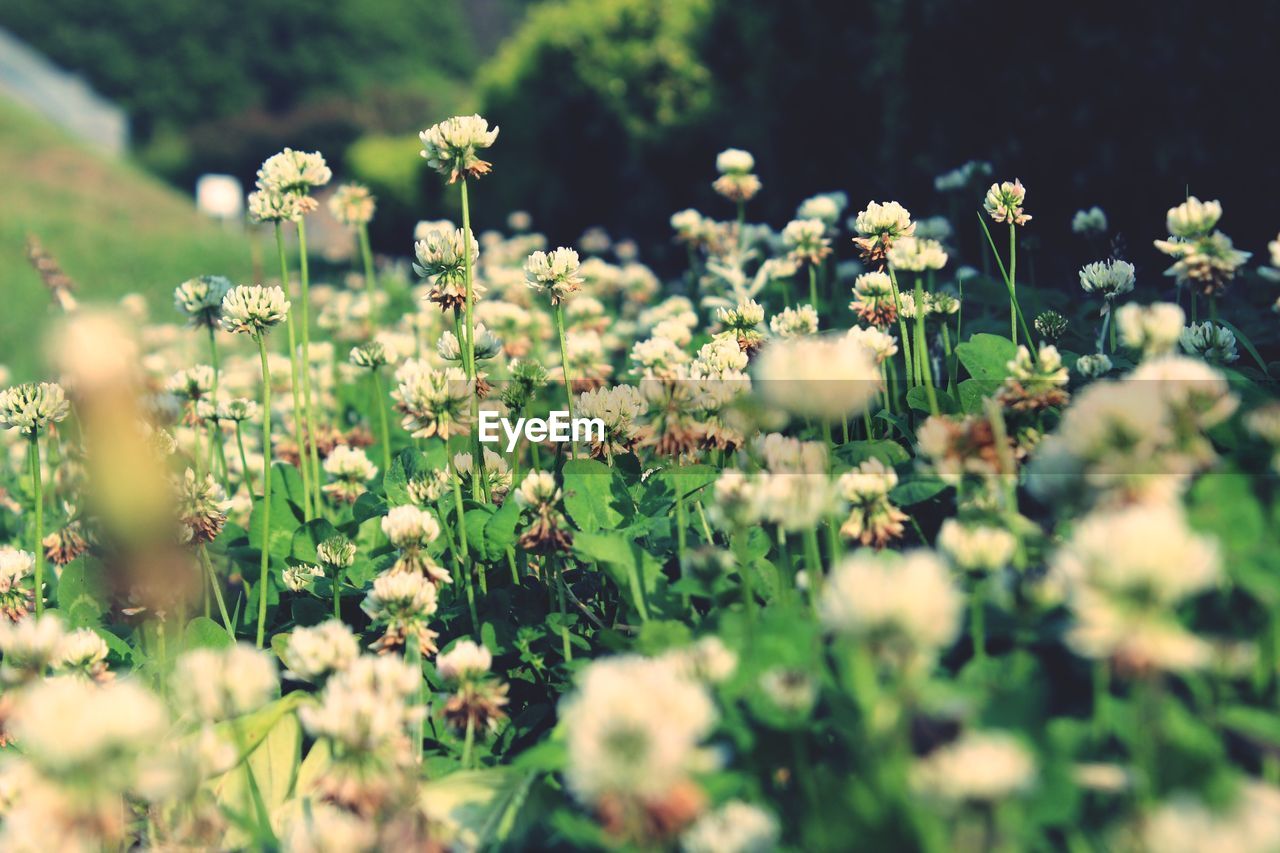 CLOSE-UP OF FLOWERING PLANTS ON LAND