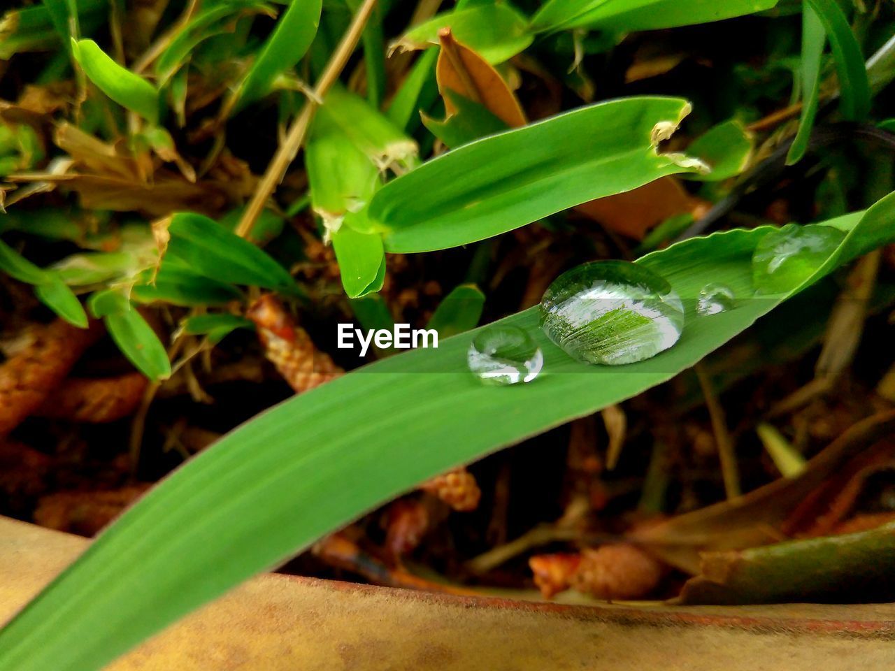 CLOSE-UP OF GREEN PLANT