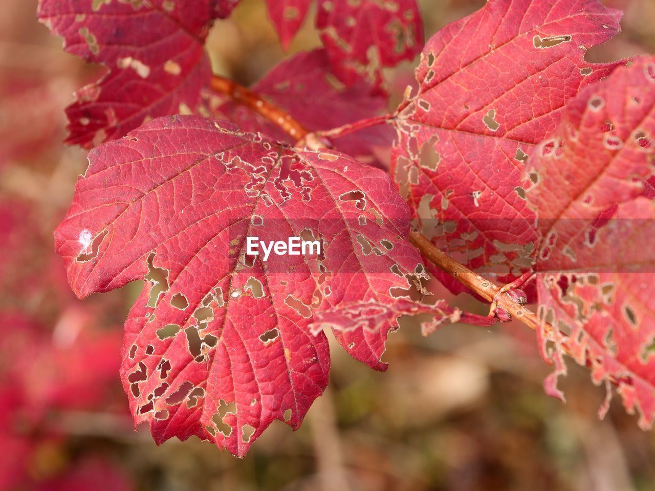 Close-up of raindrops on red leaves