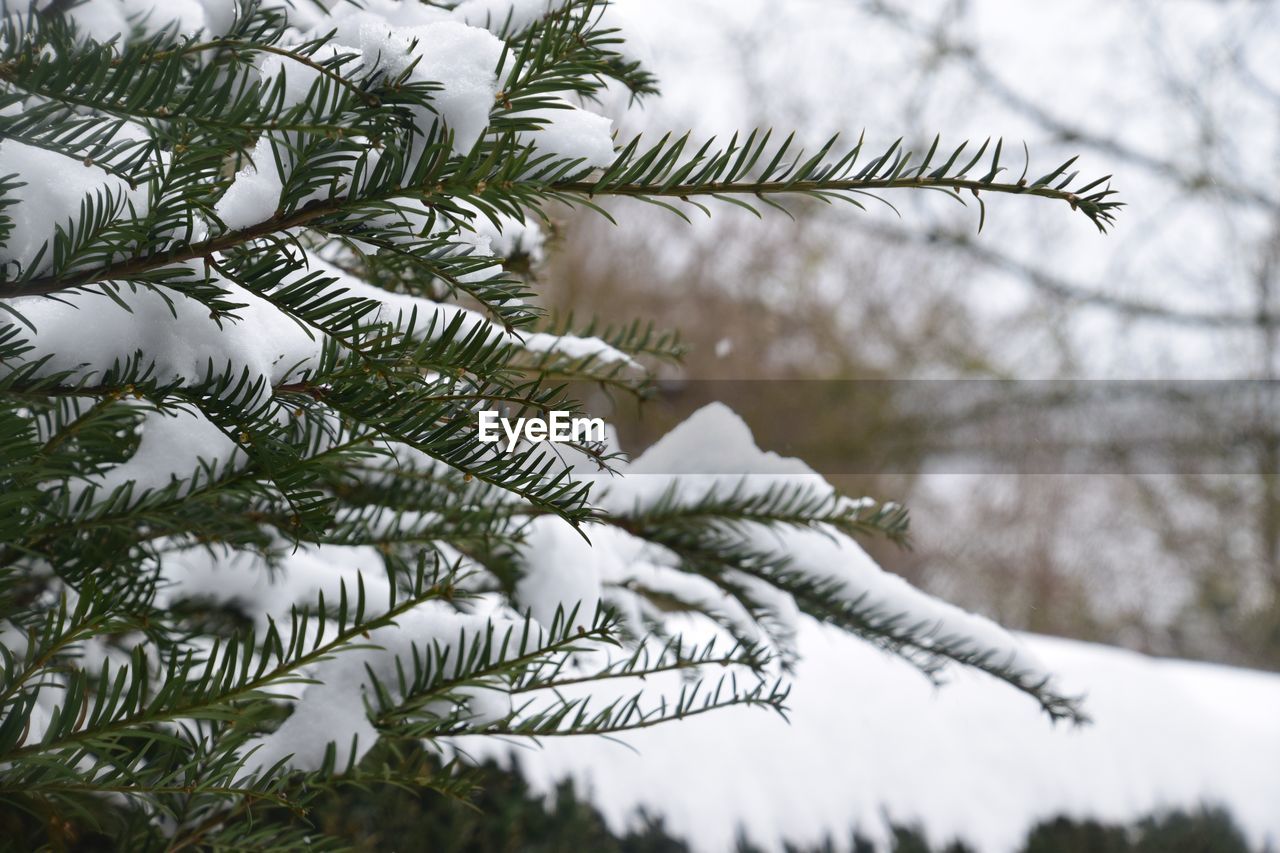 Close-up of pine tree during winter