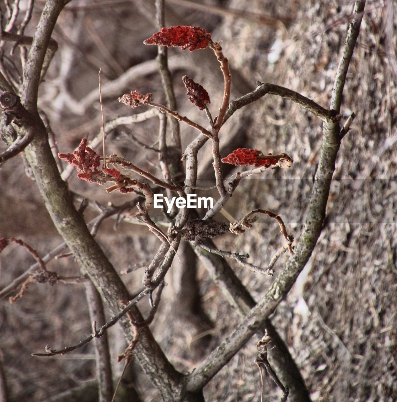 CLOSE-UP OF RED LEAVES ON BRANCH