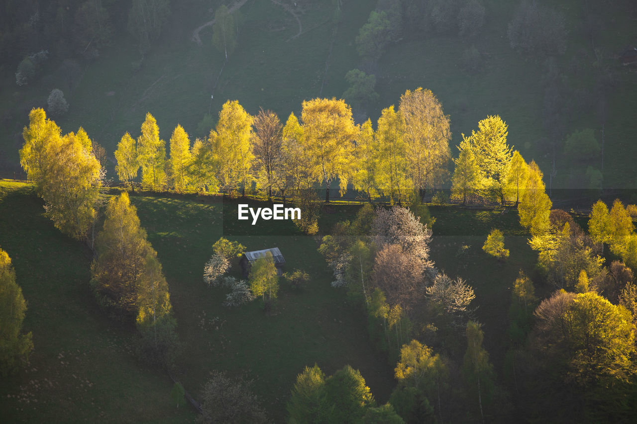 HIGH ANGLE VIEW OF YELLOW FLOWERS ON TREE DURING AUTUMN