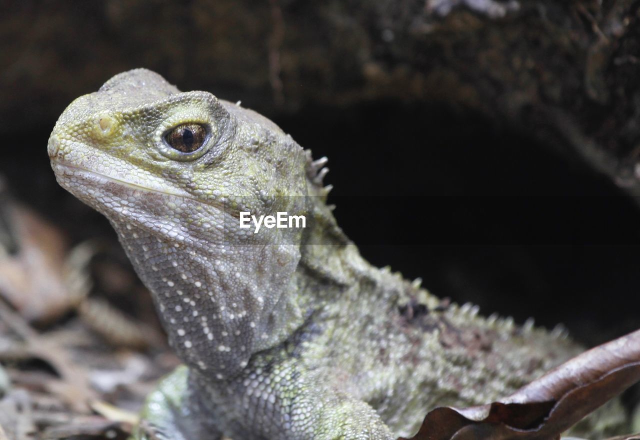 Close-up of lizard