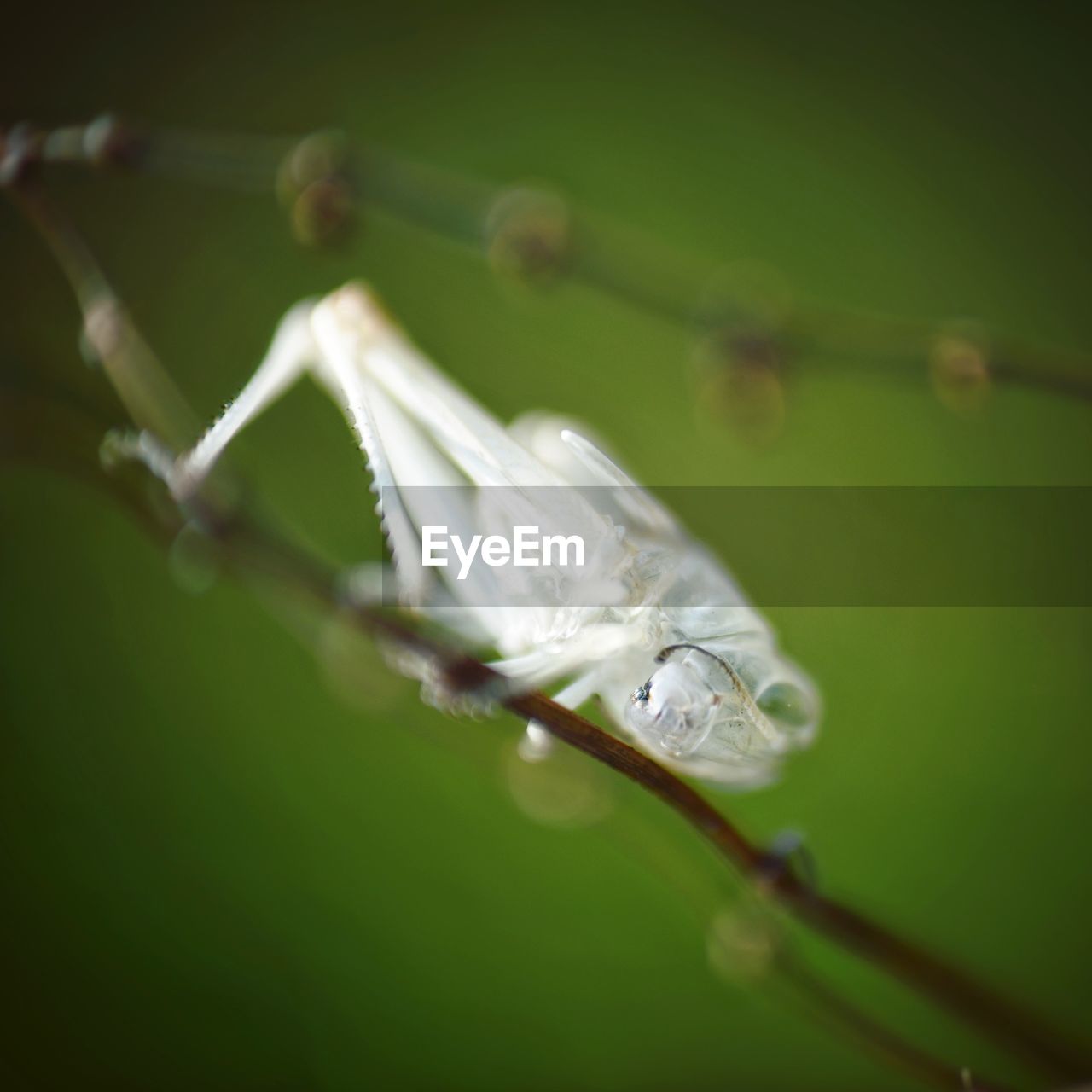 Close-up of albino insect