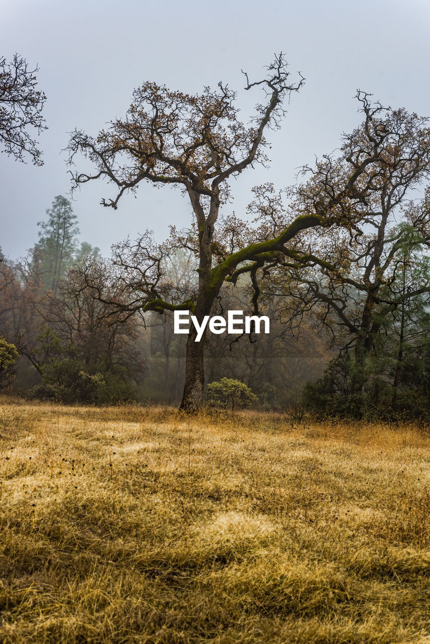 VIEW OF TREES ON FIELD