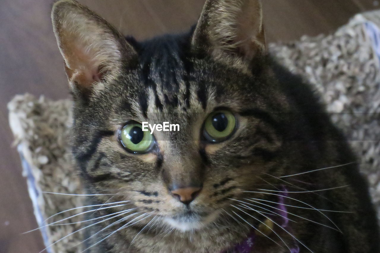 CLOSE-UP PORTRAIT OF BLACK CAT