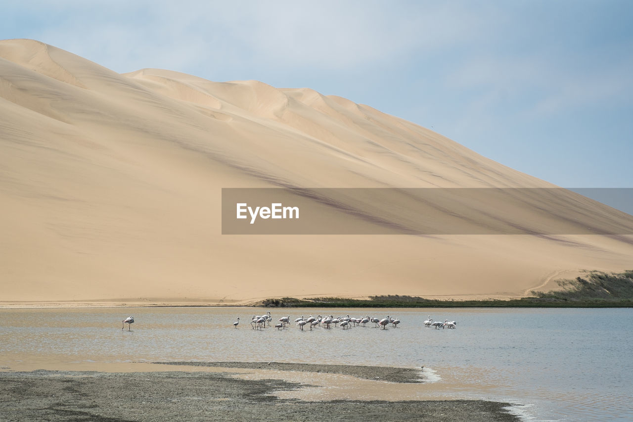 Birds in lake against mountains