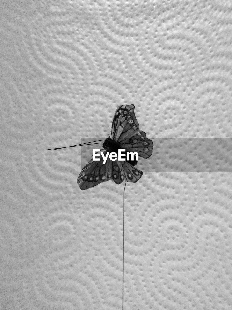 CLOSE-UP OF BUTTERFLY POLLINATING FLOWER