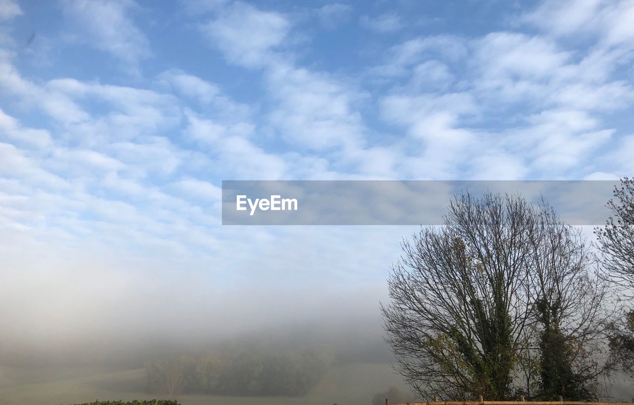 LOW ANGLE VIEW OF TREE AGAINST SKY