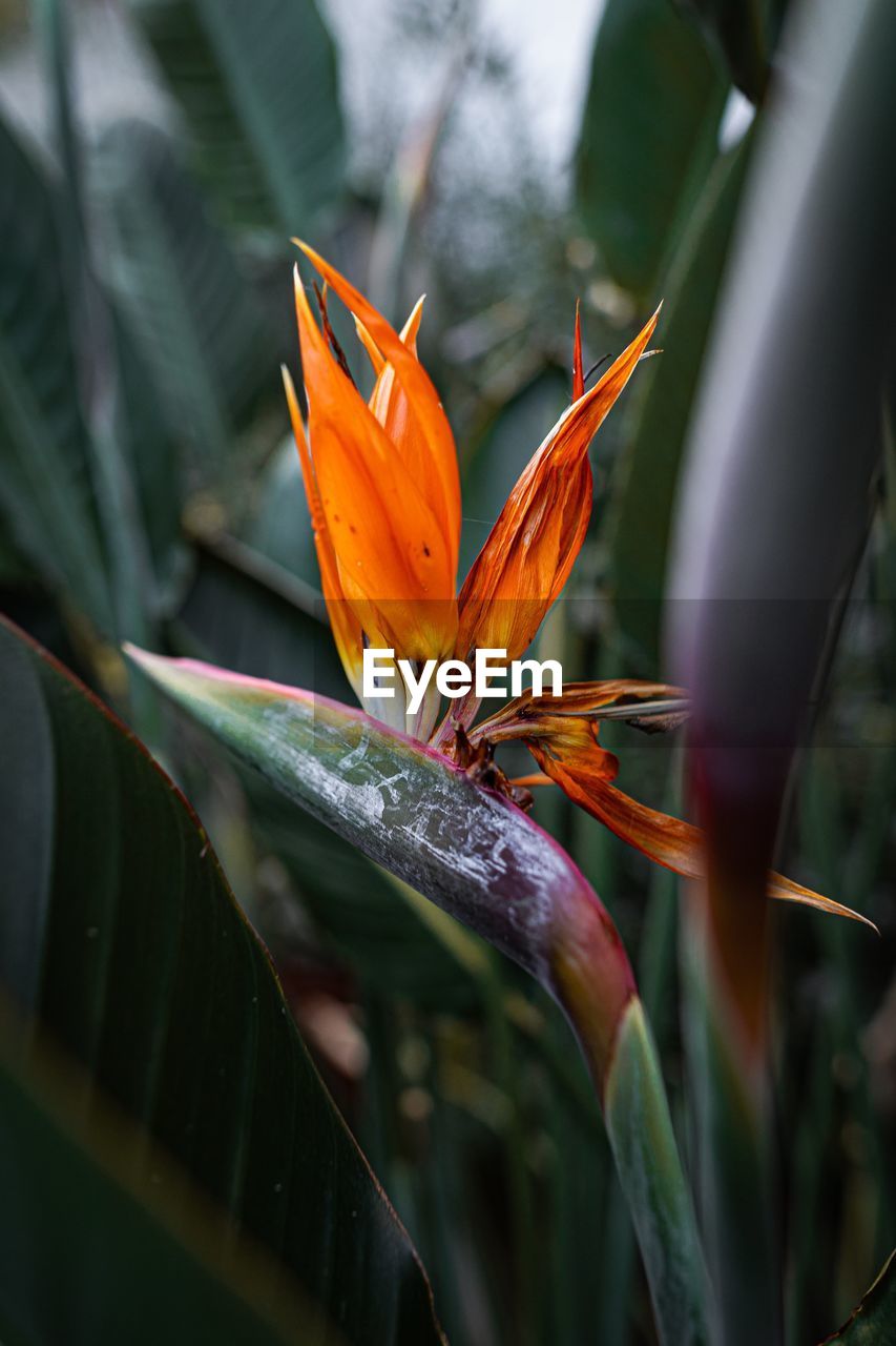 Close-up of orange flower